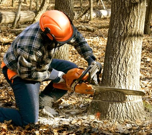 Tree Removal in Liberty, ME